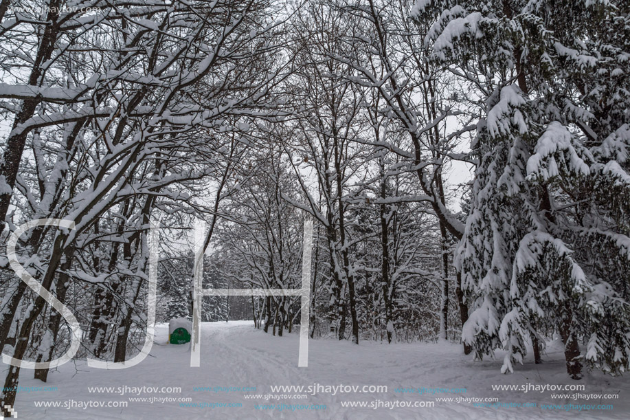 Winter Landscape with snow covered trees in South Park in city of Sofia, Bulgaria