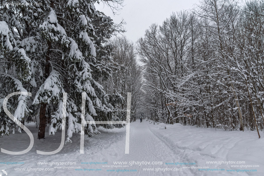 Winter Landscape with snow covered trees in South Park in city of Sofia, Bulgaria