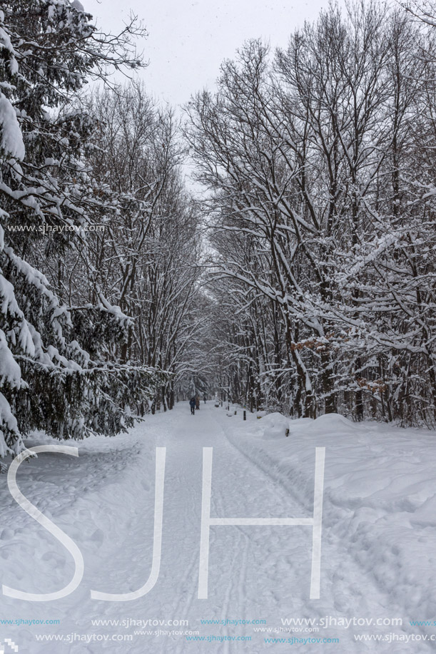 Winter Landscape with snow covered trees in South Park in city of Sofia, Bulgaria