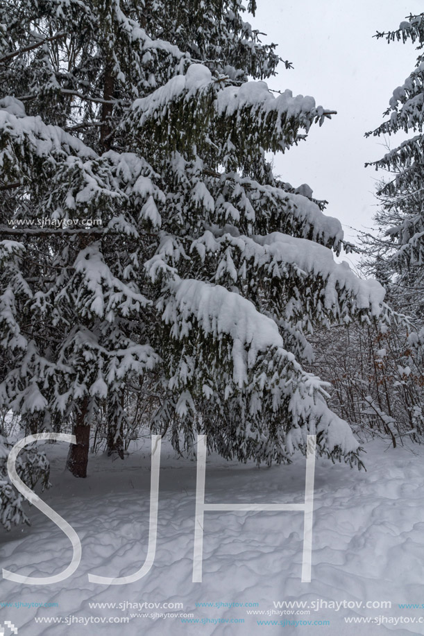 Winter Landscape with snow covered trees in South Park in city of Sofia, Bulgaria