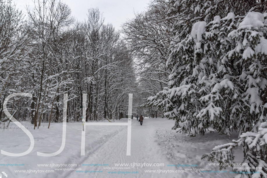 Winter Landscape with snow covered trees in South Park in city of Sofia, Bulgaria