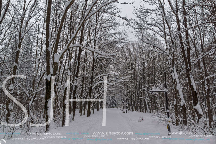 Winter Landscape with snow covered trees in South Park in city of Sofia, Bulgaria