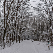 Winter Landscape with snow covered trees in South Park in city of Sofia, Bulgaria
