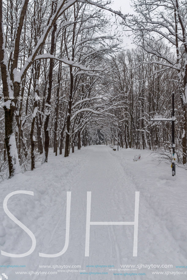Winter Landscape with snow covered trees in South Park in city of Sofia, Bulgaria