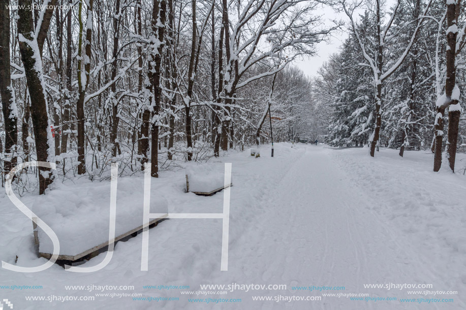 Winter Landscape with snow covered trees in South Park in city of Sofia, Bulgaria