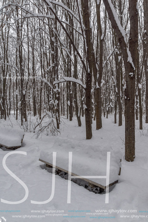 Winter Landscape with snow covered trees in South Park in city of Sofia, Bulgaria