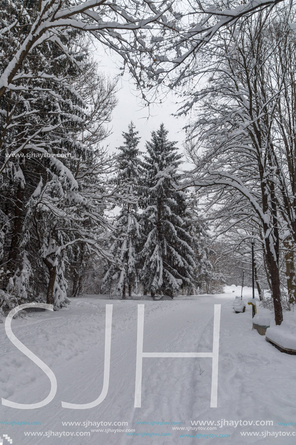 Winter Landscape with snow covered trees in South Park in city of Sofia, Bulgaria