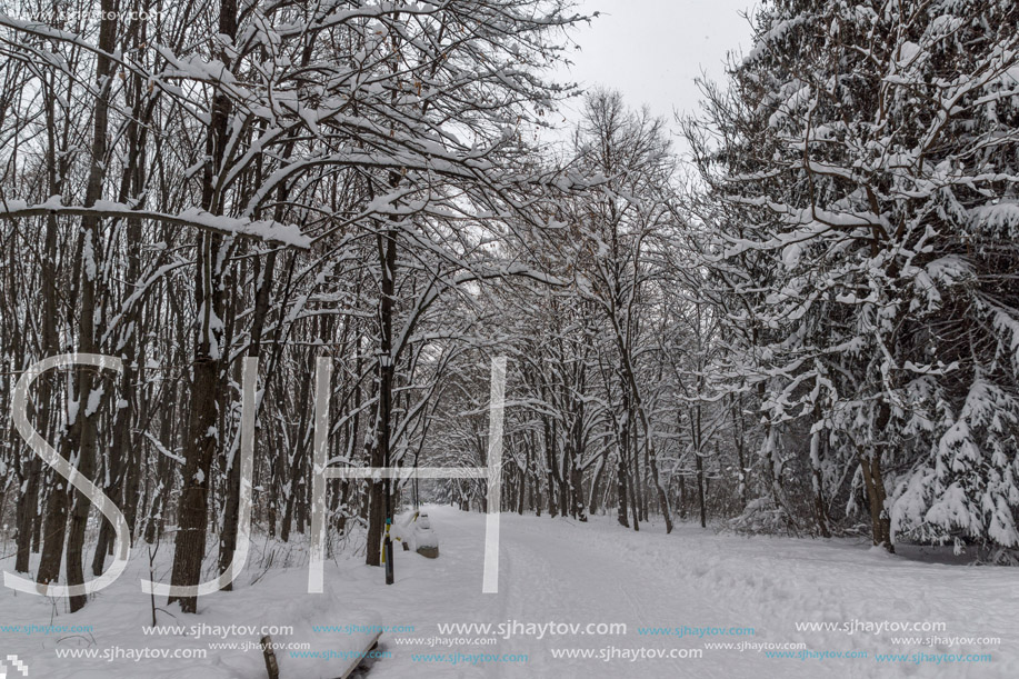 Winter Landscape with snow covered trees in South Park in city of Sofia, Bulgaria