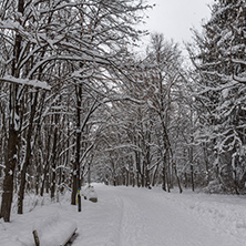 Winter Landscape with snow covered trees in South Park in city of Sofia, Bulgaria