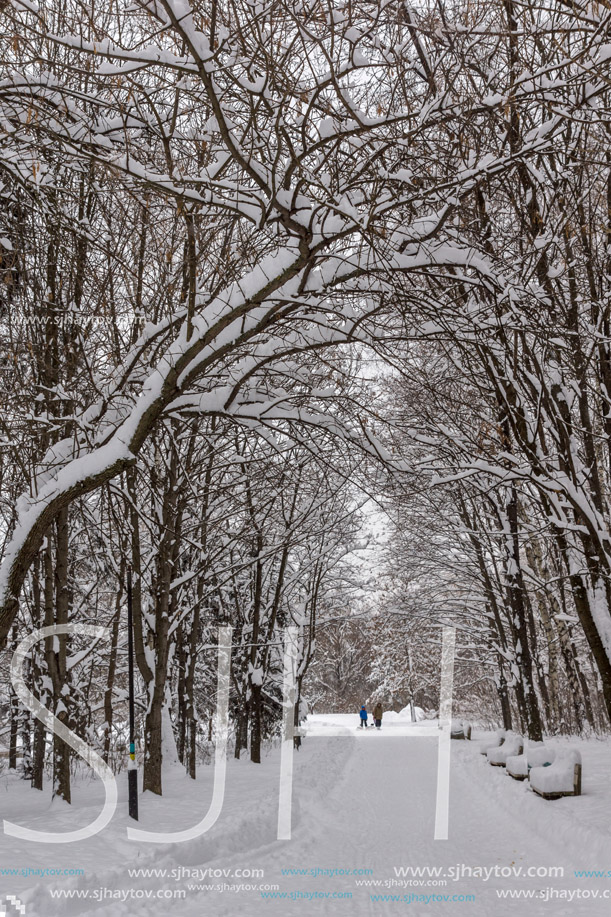Winter Landscape with snow covered trees in South Park in city of Sofia, Bulgaria
