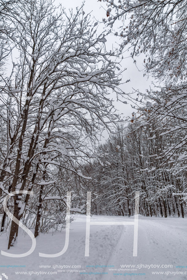 Winter Landscape with snow covered trees in South Park in city of Sofia, Bulgaria