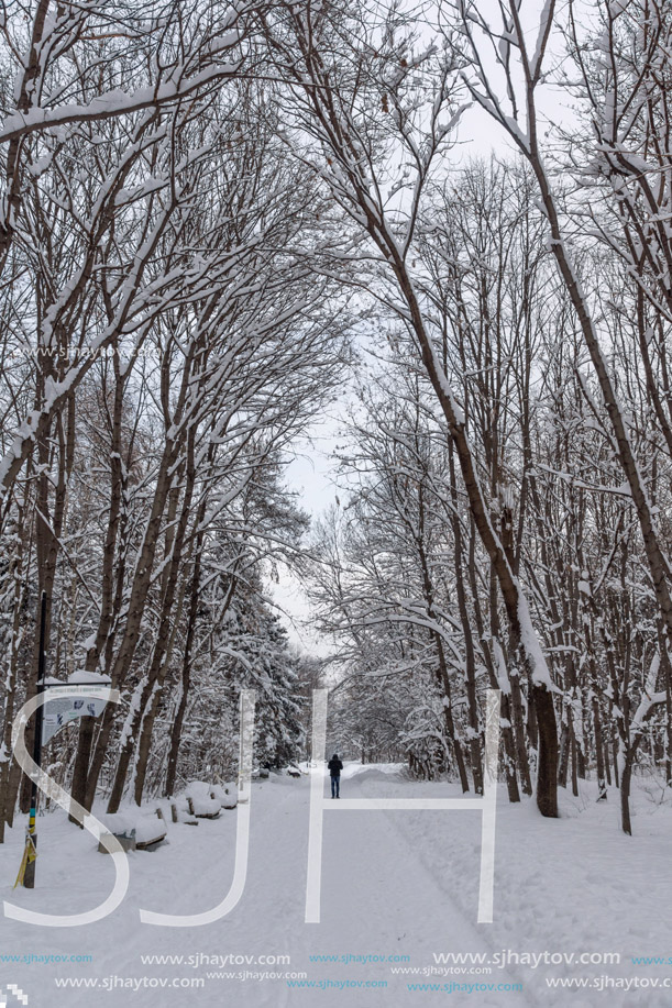 Winter Landscape with snow covered trees in South Park in city of Sofia, Bulgaria