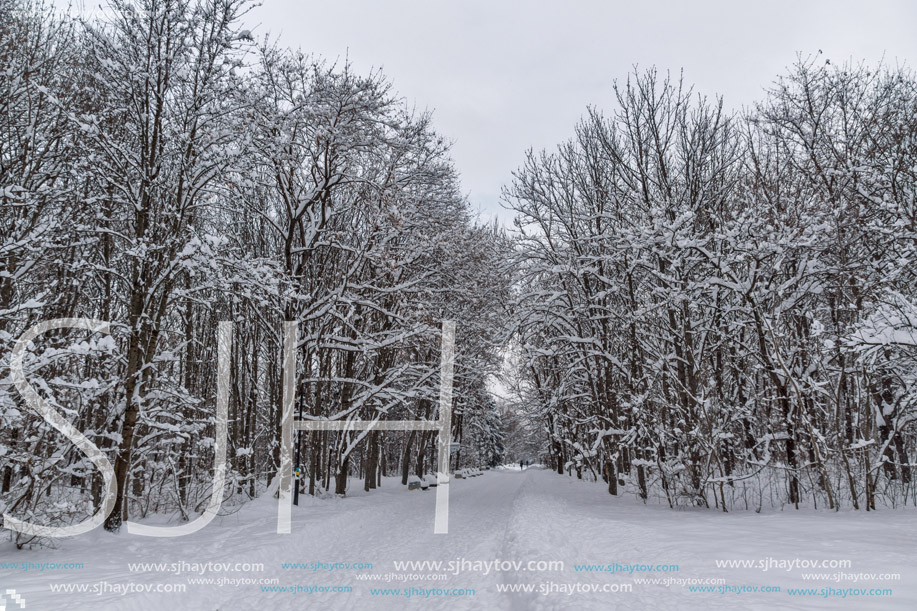 Winter Landscape with snow covered trees in South Park in city of Sofia, Bulgaria