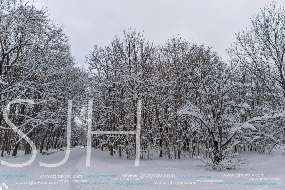 Winter Landscape with snow covered trees in South Park in city of Sofia, Bulgaria
