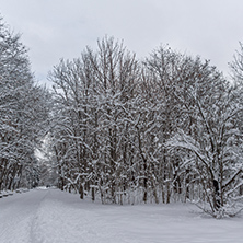 Winter Landscape with snow covered trees in South Park in city of Sofia, Bulgaria