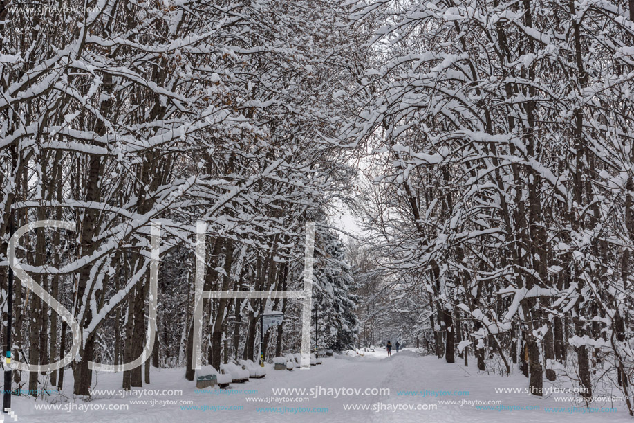 Winter Landscape with snow covered trees in South Park in city of Sofia, Bulgaria