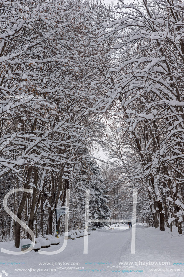 Winter Landscape with snow covered trees in South Park in city of Sofia, Bulgaria
