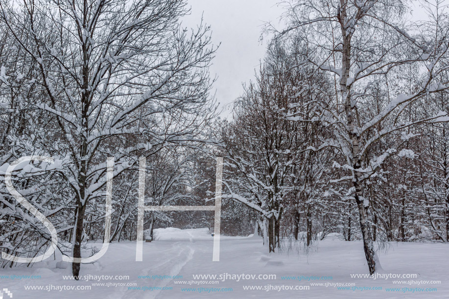 Winter Landscape with snow covered trees in South Park in city of Sofia, Bulgaria