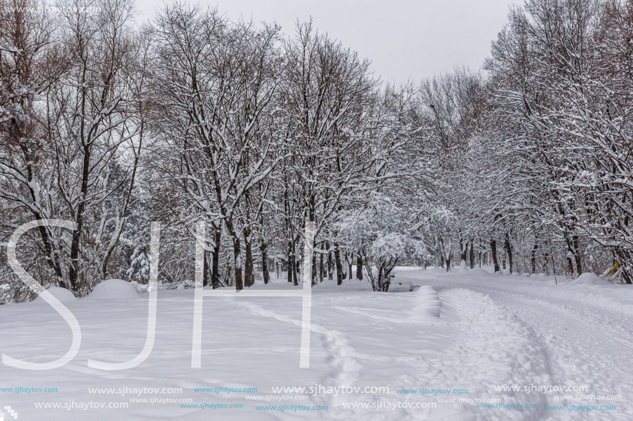 Winter Landscape with snow covered trees in South Park in city of Sofia, Bulgaria