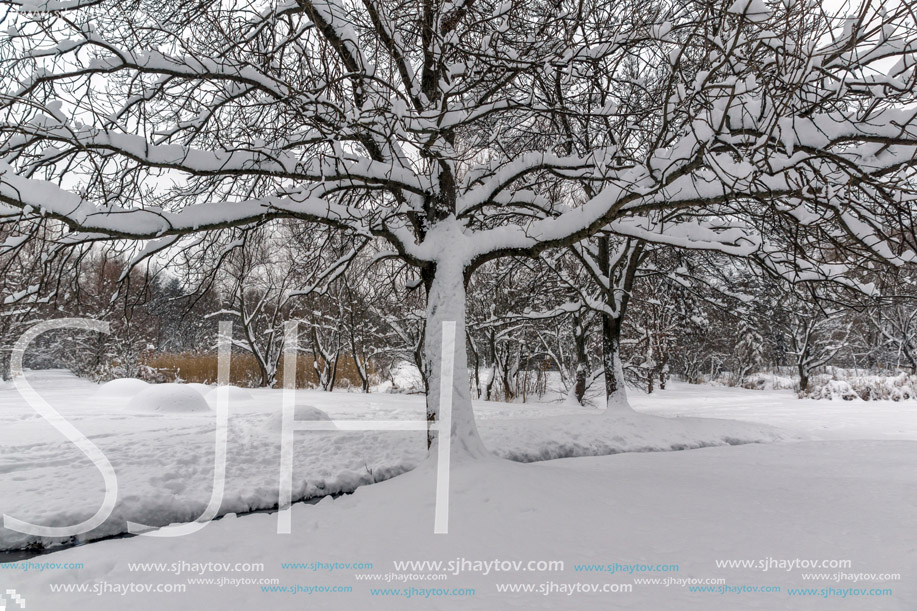 Winter Landscape with snow covered trees in South Park in city of Sofia, Bulgaria