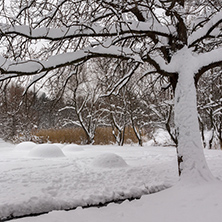 Winter view with snow covered trees in South Park in city of Sofia, Bulgaria