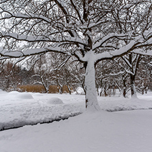 Winter view with snow covered trees in South Park in city of Sofia, Bulgaria