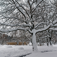 Winter view with snow covered trees in South Park in city of Sofia, Bulgaria