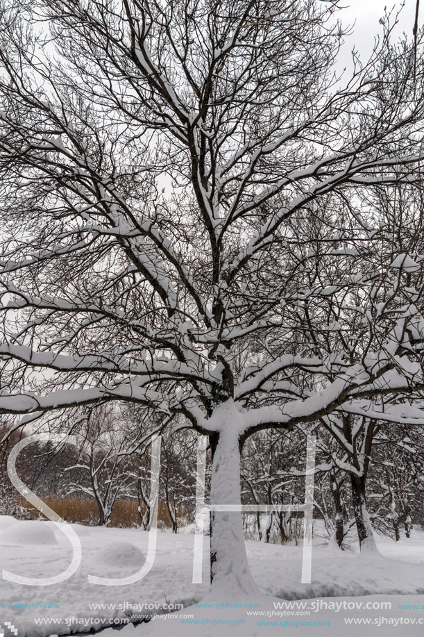 Winter view with snow covered trees in South Park in city of Sofia, Bulgaria