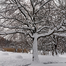 Winter view with snow covered trees in South Park in city of Sofia, Bulgaria