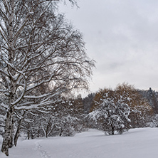 Winter view with snow covered trees in South Park in city of Sofia, Bulgaria
