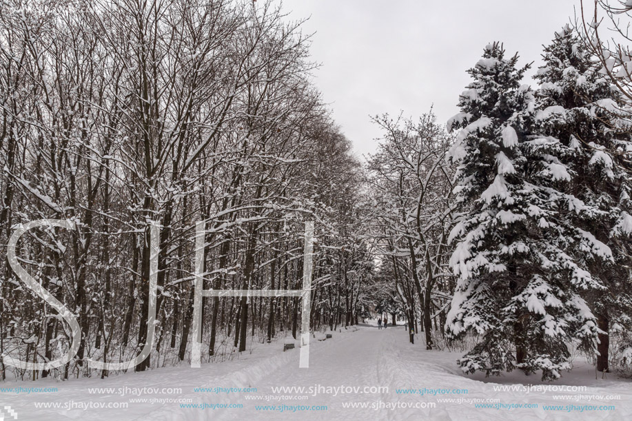 Winter view with snow covered trees in South Park in city of Sofia, Bulgaria