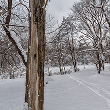 Winter view with snow covered trees in South Park in city of Sofia, Bulgaria