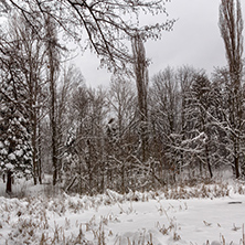 Winter view with snow covered trees in South Park in city of Sofia, Bulgaria