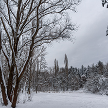 Amazing Winter view with snow covered trees in South Park in city of Sofia, Bulgaria