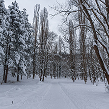 Amazing Winter view with snow covered trees in South Park in city of Sofia, Bulgaria