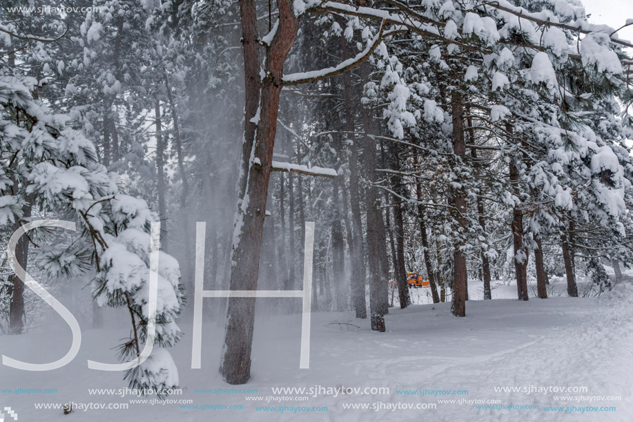 Amazing Winter view with snow covered trees in South Park in city of Sofia, Bulgaria