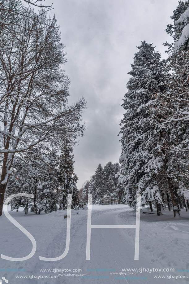 Amazing Winter view with snow covered trees in South Park in city of Sofia, Bulgaria