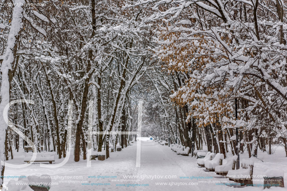 Amazing Winter view with snow covered trees in South Park in city of Sofia, Bulgaria