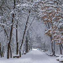 Amazing Winter view with snow covered trees in South Park in city of Sofia, Bulgaria