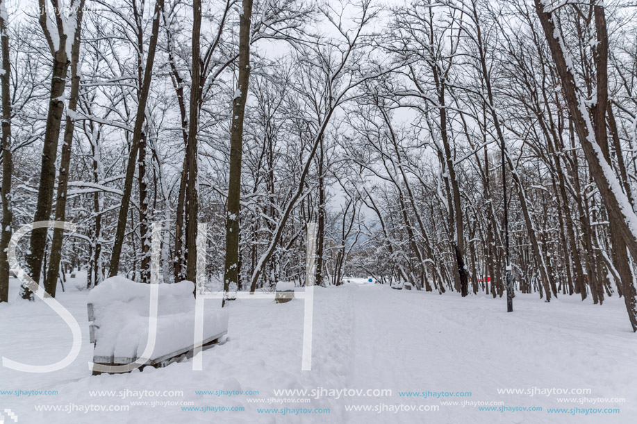 Amazing Winter view with snow covered trees in South Park in city of Sofia, Bulgaria