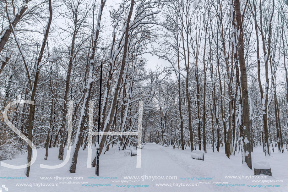 Amazing Winter view with snow covered trees in South Park in city of Sofia, Bulgaria