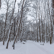 Amazing Winter view with snow covered trees in South Park in city of Sofia, Bulgaria