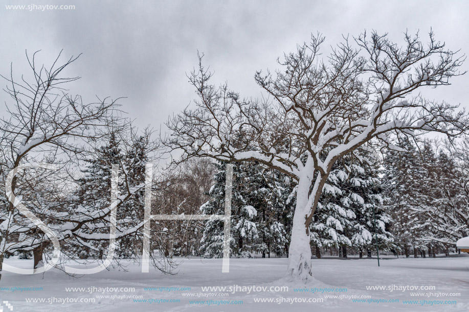 Amazing Winter view with snow covered trees in South Park in city of Sofia, Bulgaria