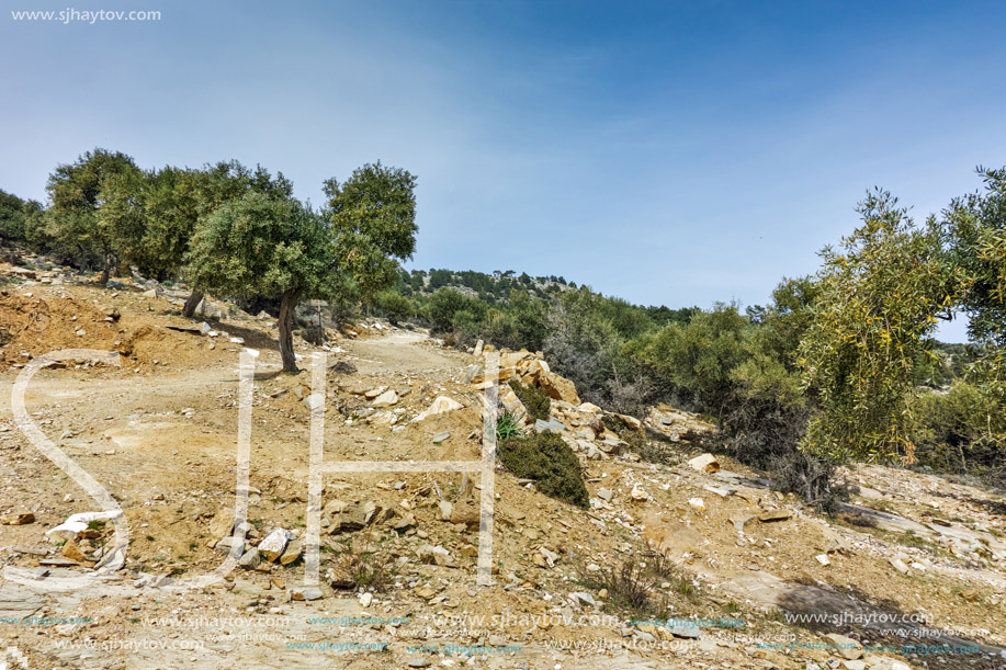 Olive trees near Giola Natural Pool in Thassos island, East Macedonia and Thrace, Greece