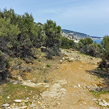Olive trees near Giola Natural Pool in Thassos island, East Macedonia and Thrace, Greece
