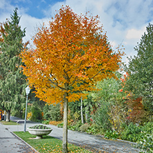 Autumn view of embankment of Montereux, canton of Vaud, Switzerland