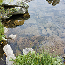 Small Fish in the waters of Popovo lake, Pirin mountain, Bulgaria