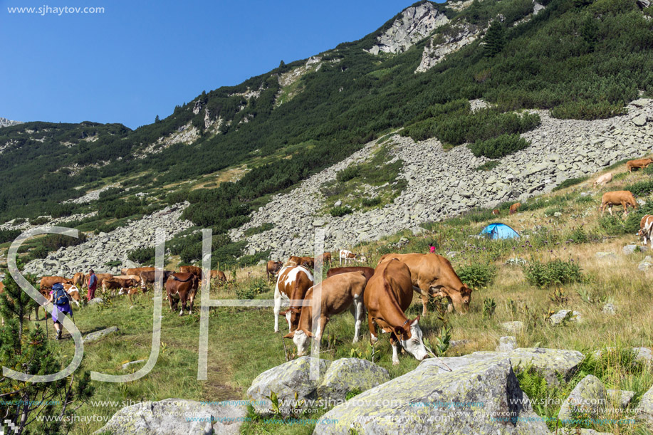 Cows grazing on a green meadow, Pirin Mountain, Bulgaria