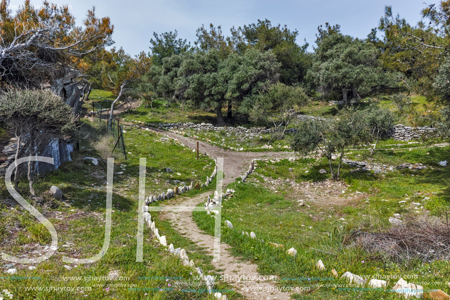Olive trees in Thassos island, East Macedonia and Thrace, Greece