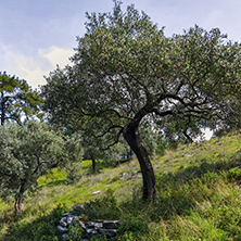 Olive trees in Thassos island, East Macedonia and Thrace, Greece